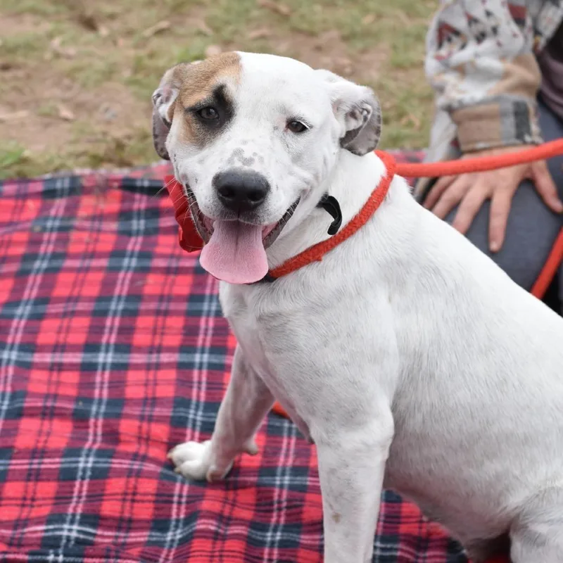 An adult medium-sized female White / Cream Mixed Breed dog named Ivy for adoption in Cleveland, TX