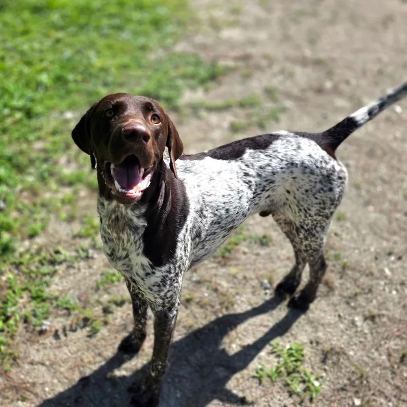 An adult medium-sized male Brown / Chocolate German Shorthaired Pointer dog named Rocky for adoption in Port Charlotte, FL
