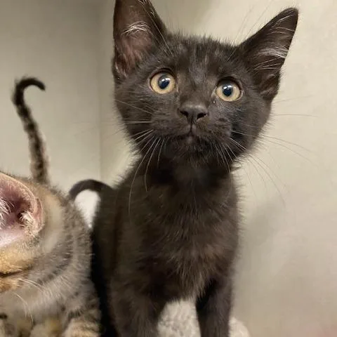 A baby medium-sized male Black Domestic Short Hair cat named Smores for adoption in Dayton, OH