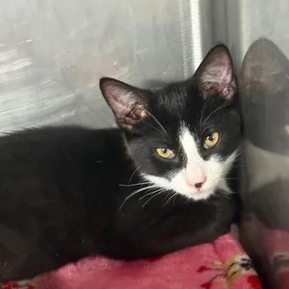 A baby small-sized male Domestic Short Hair cat named Oakley for adoption in West Chester, PA