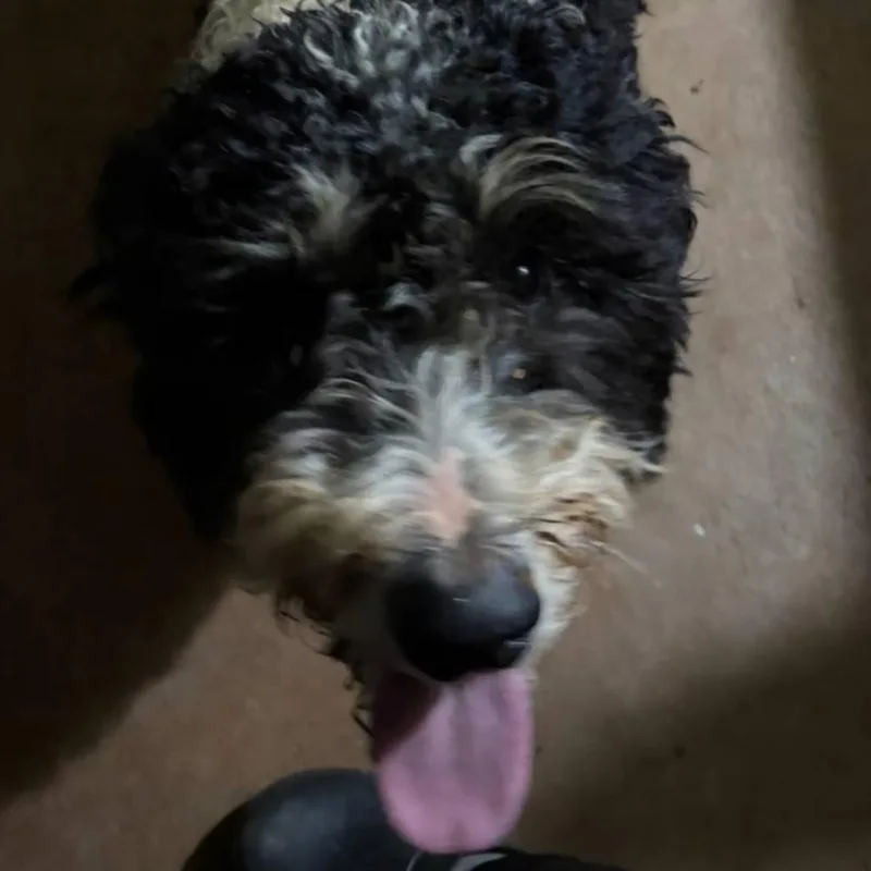 A young small-sized female White / Cream Standard Poodle dog named Dolly for adoption in Lynchburg, VA