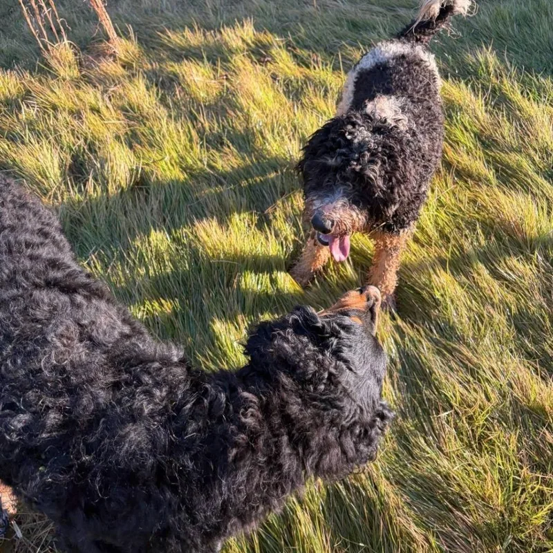 Dolly thumbnail 4