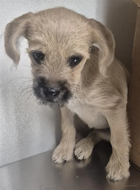 A baby small-sized female Terrier dog named A for adoption in Bakersfield, CA