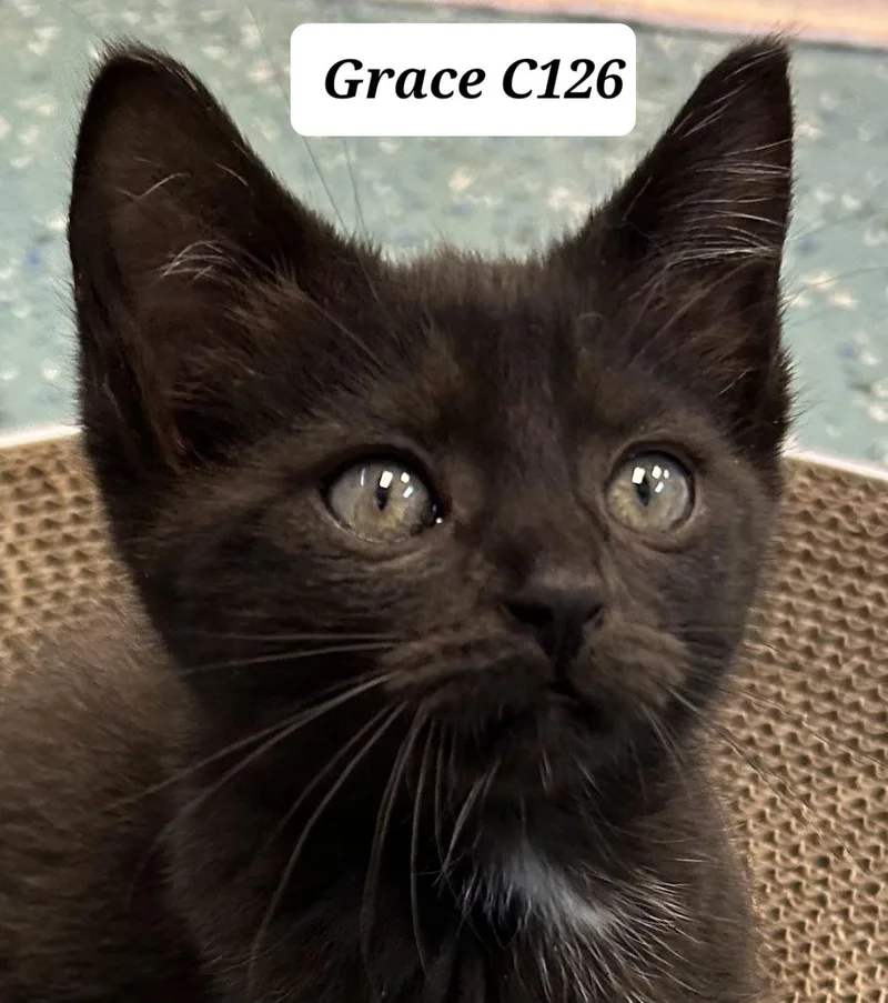 A young small-sized female Domestic Medium Hair cat named Grace C for adoption in Morganton, NC