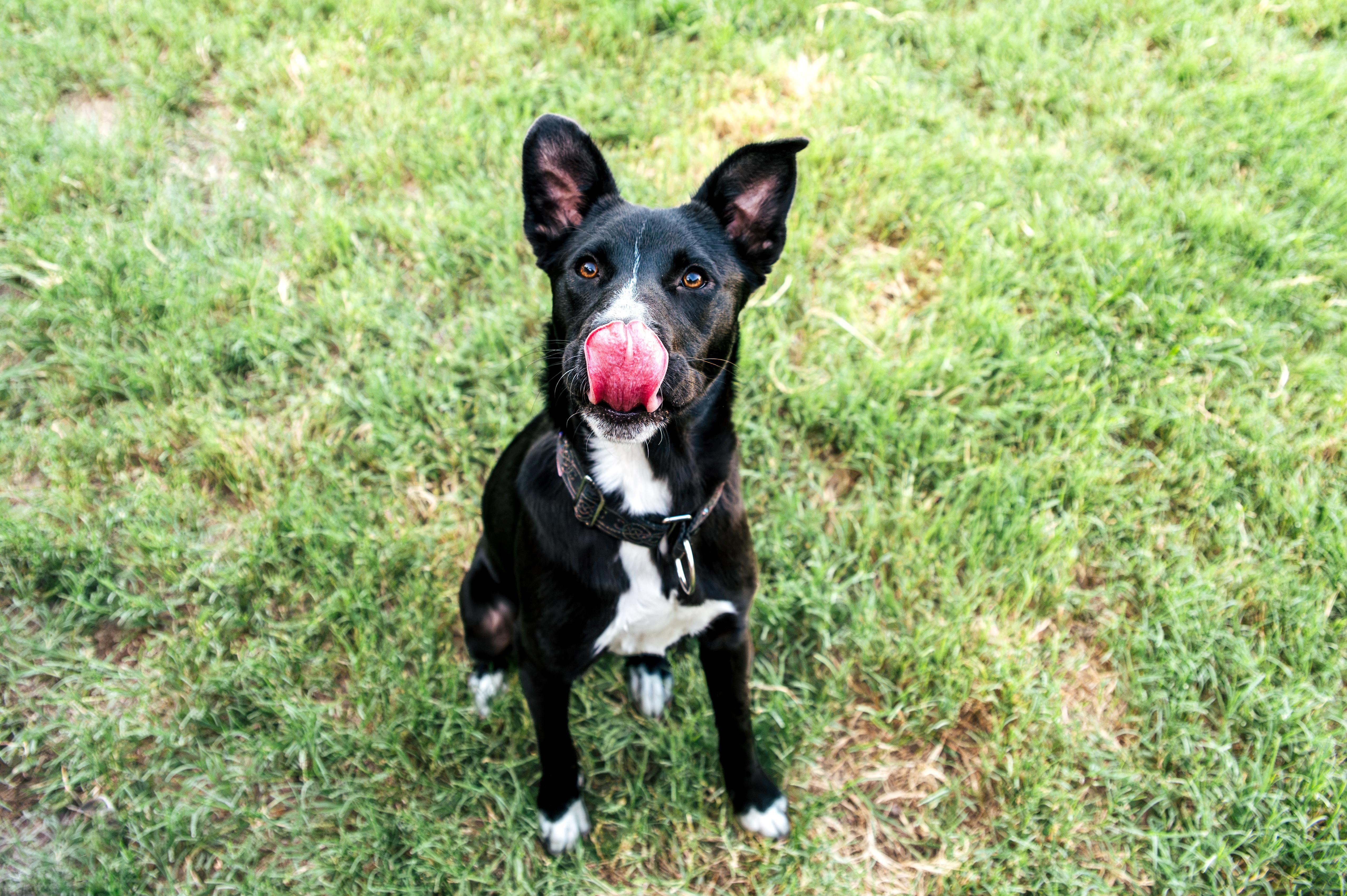 A young medium-sized female Black Labrador Retriever dog named Lulu for adoption in Magnolia, TX