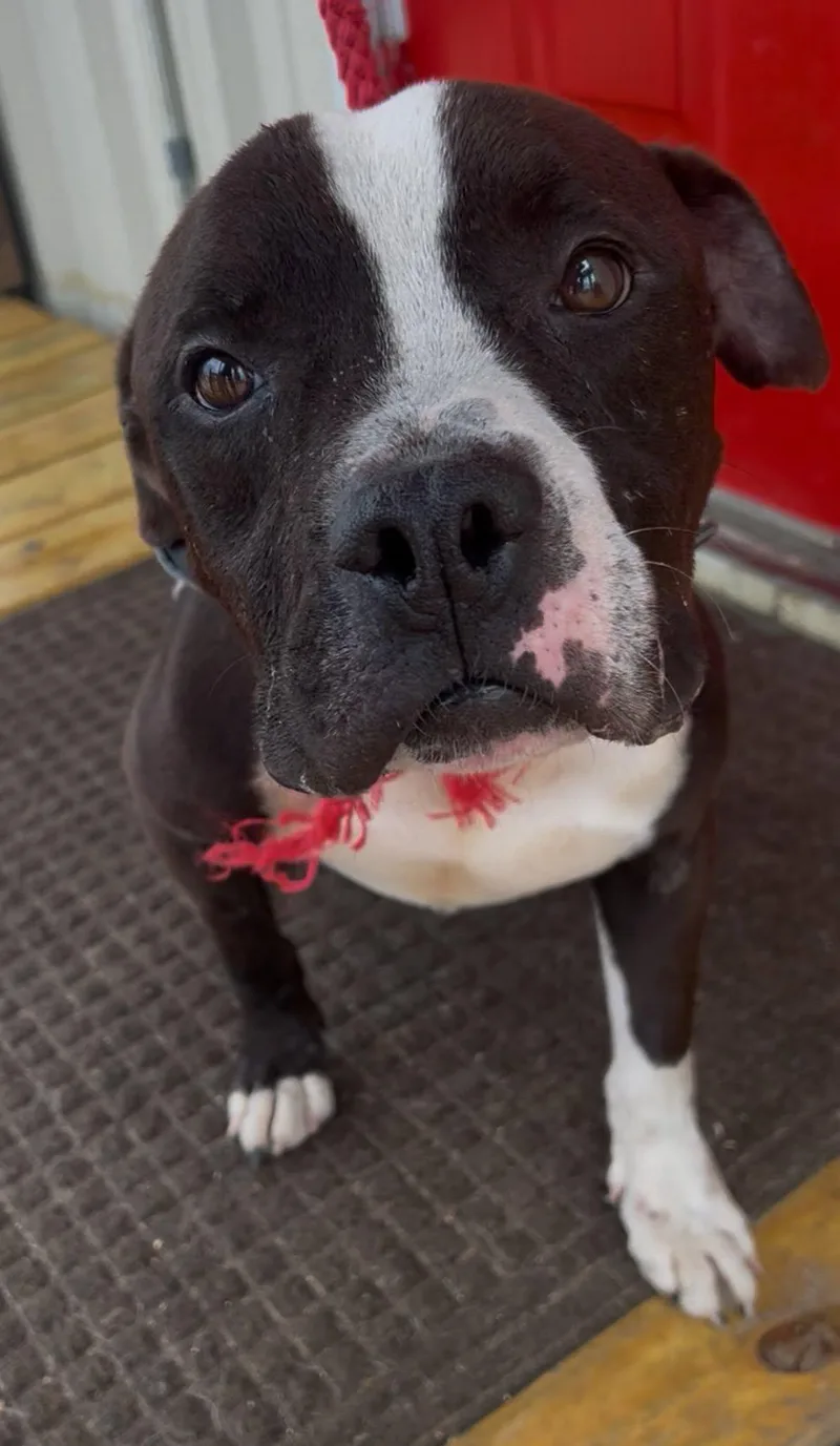 An adult medium-sized male American Staffordshire Terrier dog named Brutus for adoption in Tyler, TX