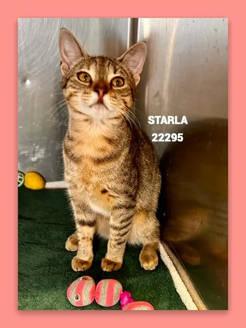 Starla