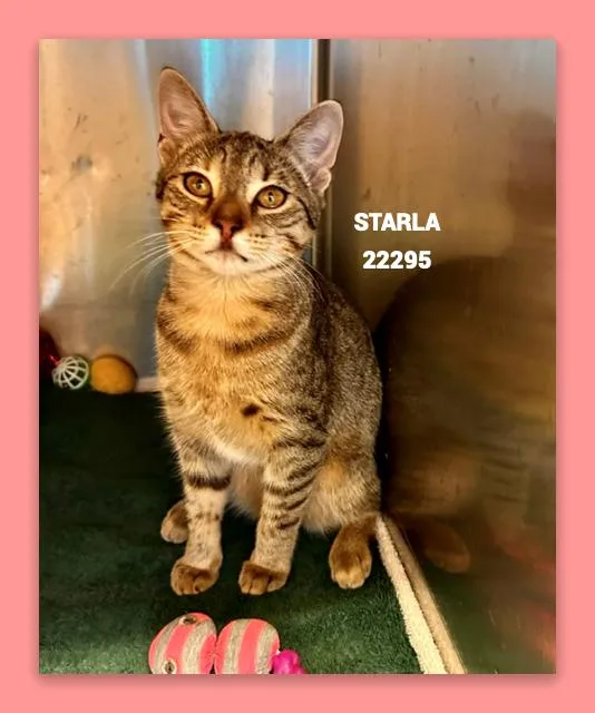Starla thumbnail 3
