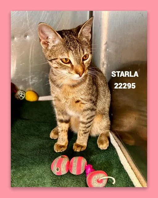 Starla thumbnail 4