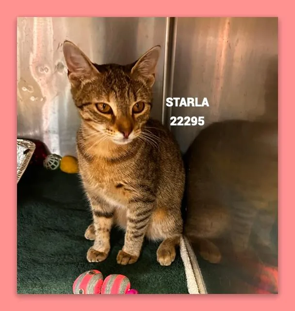 Starla thumbnail 5