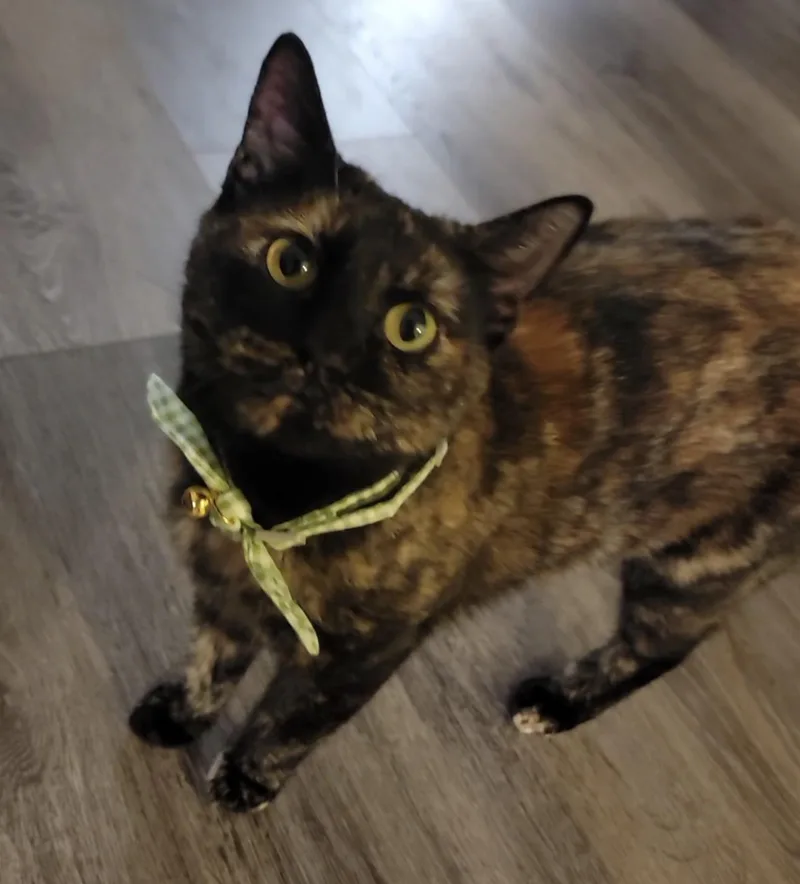 Hazel Jane  Sweet thumbnail 4