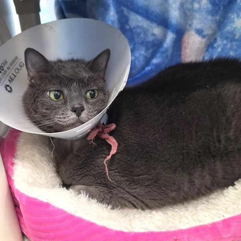 An adult large-sized female Gray / Blue / Silver Domestic Short Hair cat named Sterling for adoption in Fort Wayne, IN