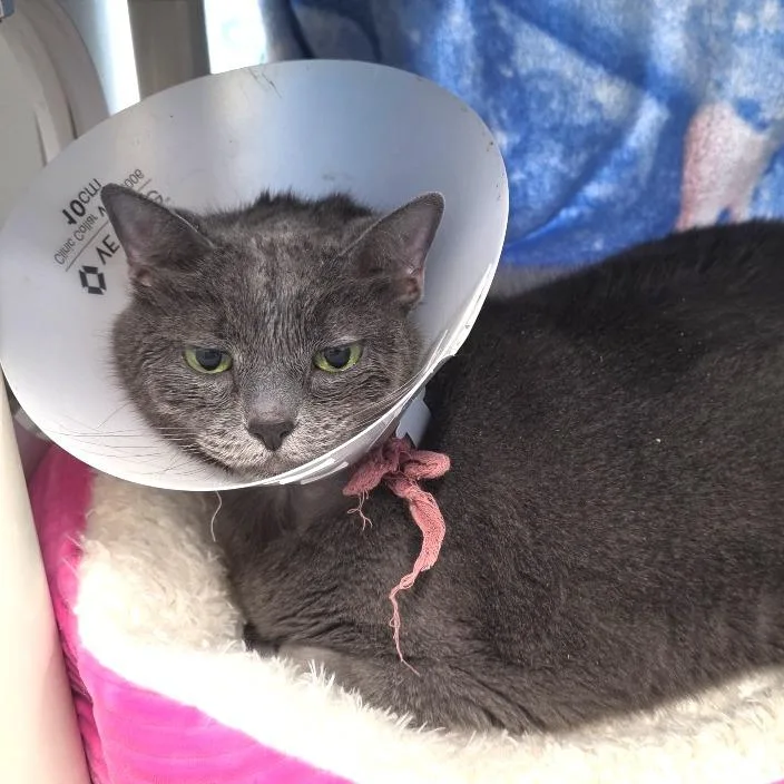 Sterling thumbnail 2