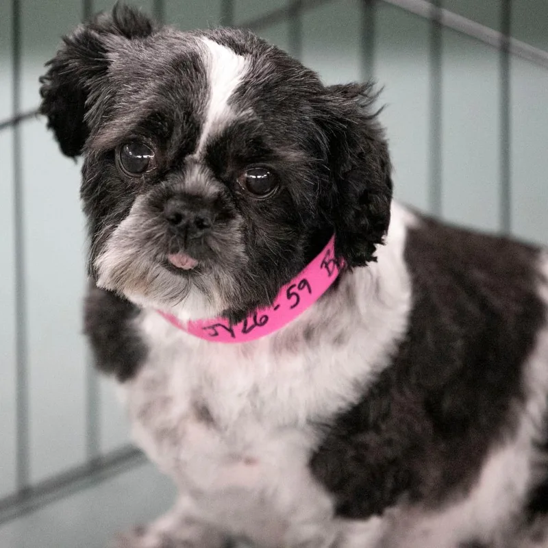 An adult small-sized female Black Shih Tzu dog named Bubbles for adoption in Peyton, CO