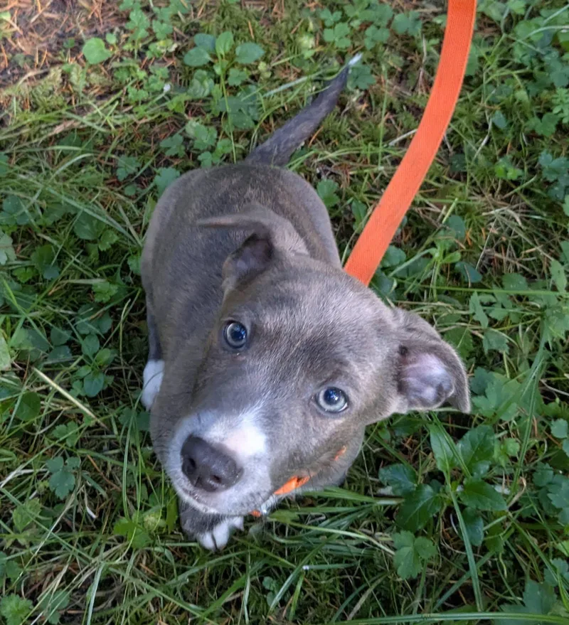 A baby medium-sized male Chihuahua dog named Humboldt for adoption in Clatskanie, OR