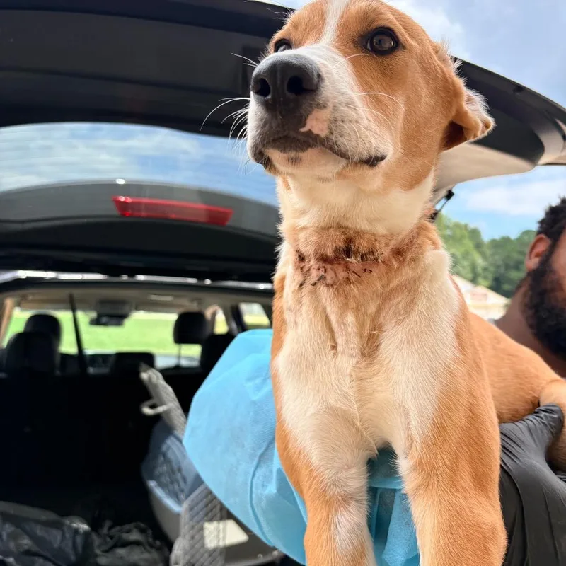 A baby medium-sized female Apricot / Beige Mixed Breed dog named Storm for adoption in LOXAHATCHEE, FL