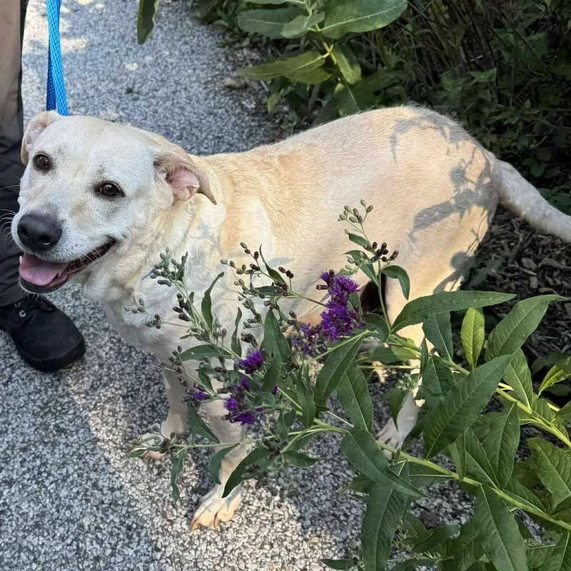 An adult medium-sized female Yellow / Tan / Blond / Fawn Mixed Breed dog named Karman for adoption in Edwardsville, IL