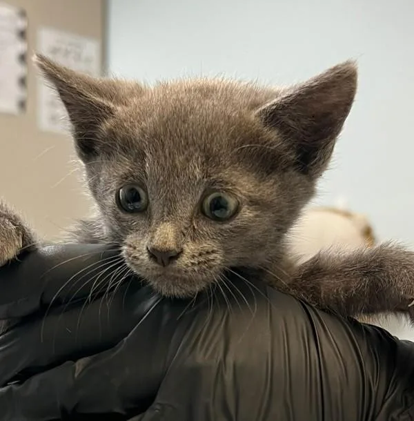 A baby medium-sized male Domestic Short Hair cat named Mike for adoption in El Cajon, CA