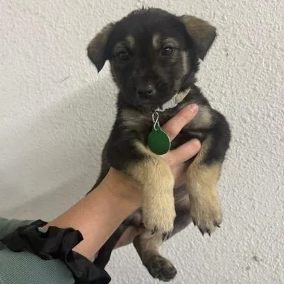 A baby small-sized female Black Mixed Breed dog named Nome for adoption in Buffalo, MN
