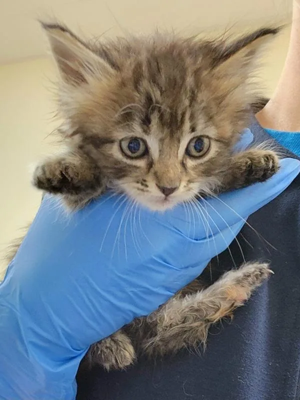 A baby small-sized female Domestic Long Hair cat named Riva for adoption in Kennewick, WA