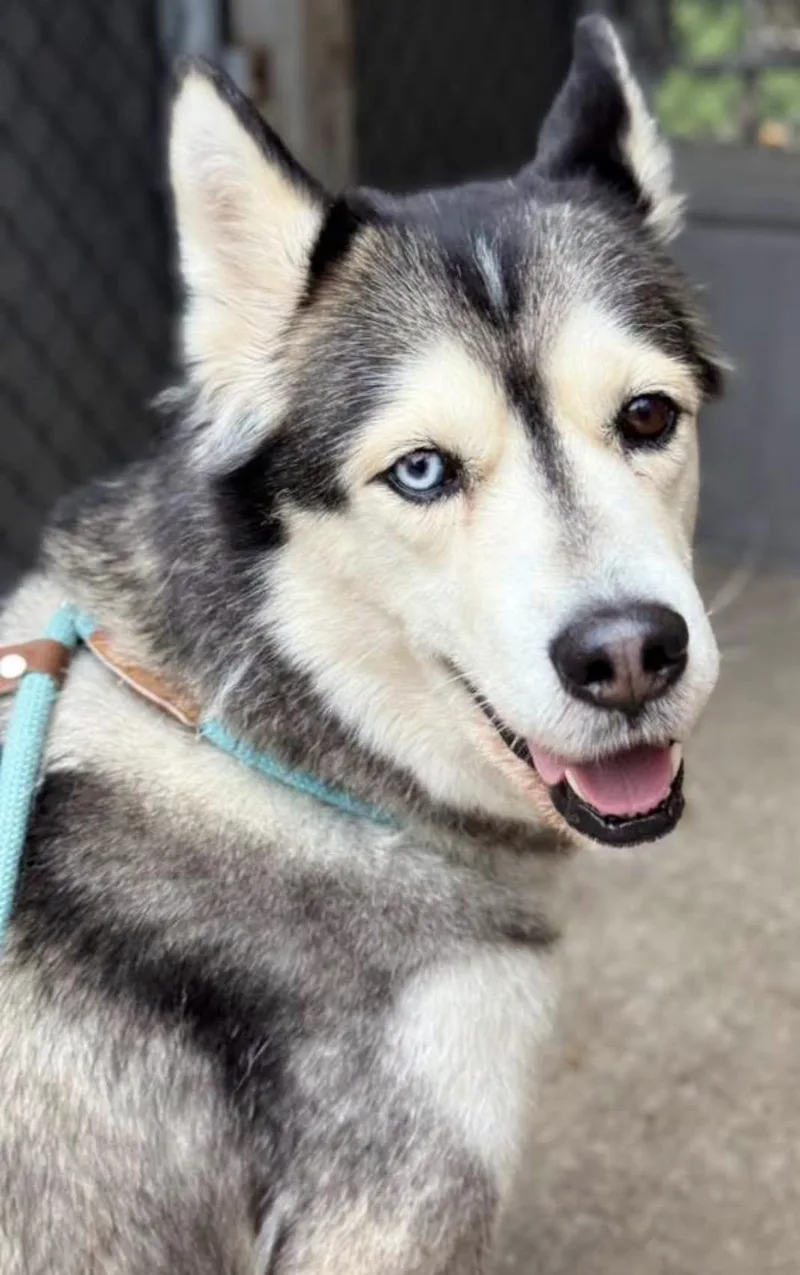 An adult medium-sized female White / Cream Husky dog named Fufu for adoption in Chicago, IL