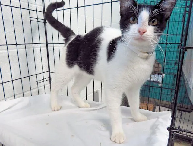 An adult small-sized male Domestic Short Hair cat named Jelly Bean for adoption in Oklahoma City, OK