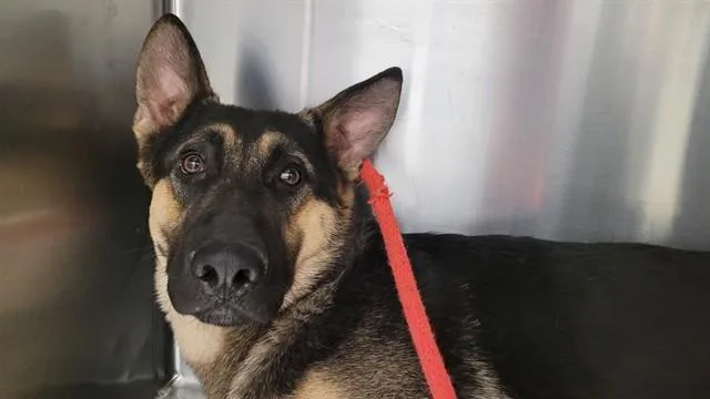 A young large-sized male German Shepherd Dog dog named Ajax for adoption in Tucson, AZ