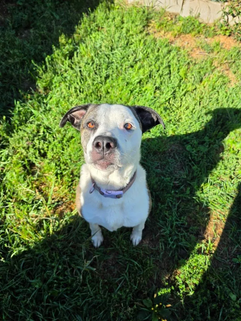 An adult large-sized female Pit Bull Terrier dog named Piper for adoption in Neillsville, WI