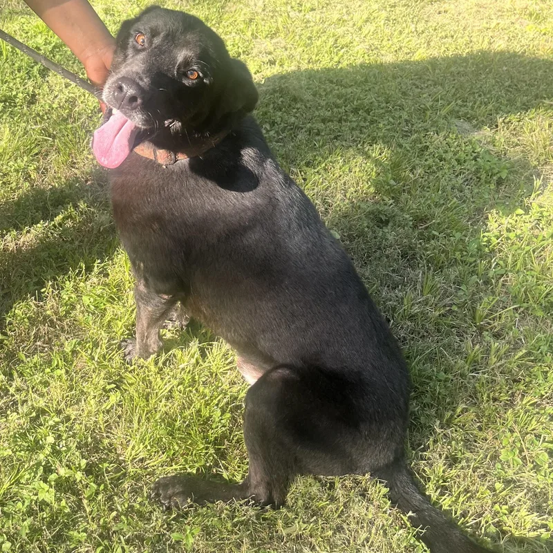 An adult medium-sized male Black Labrador Retriever dog named King for adoption in Spring, TX