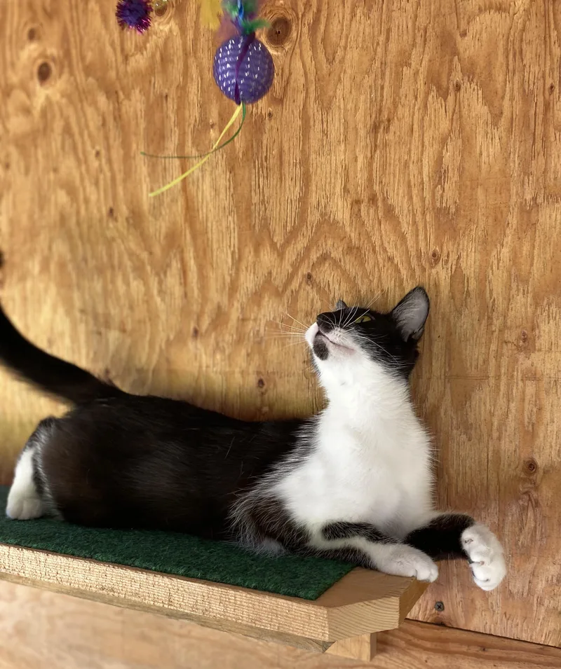 A young medium-sized female Black Domestic Short Hair cat named Delta for adoption in Dansville, NY