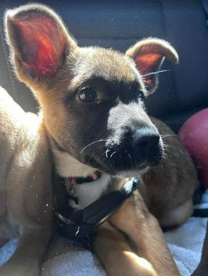 A baby small-sized female Mixed Breed dog named Asterin for adoption in Chamblee, GA