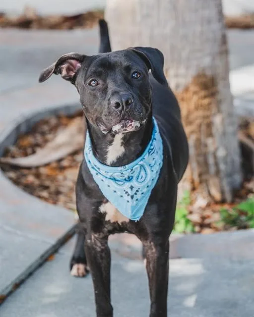 An adult large-sized male Terrier dog named Buddy for adoption in Miami, FL
