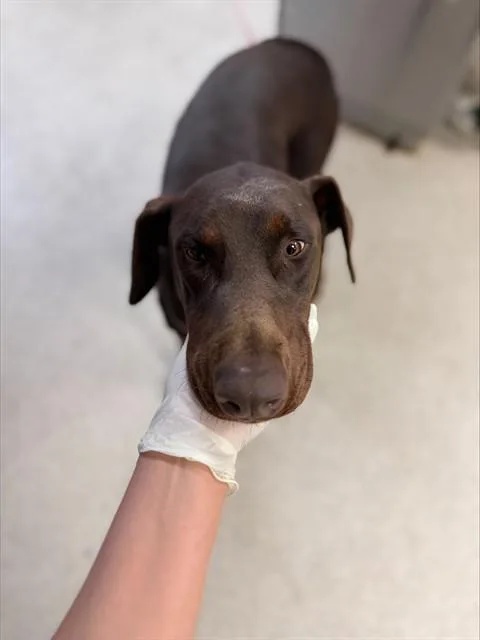 An adult large-sized male Doberman Pinscher dog named Stew for adoption in Riverside, CA