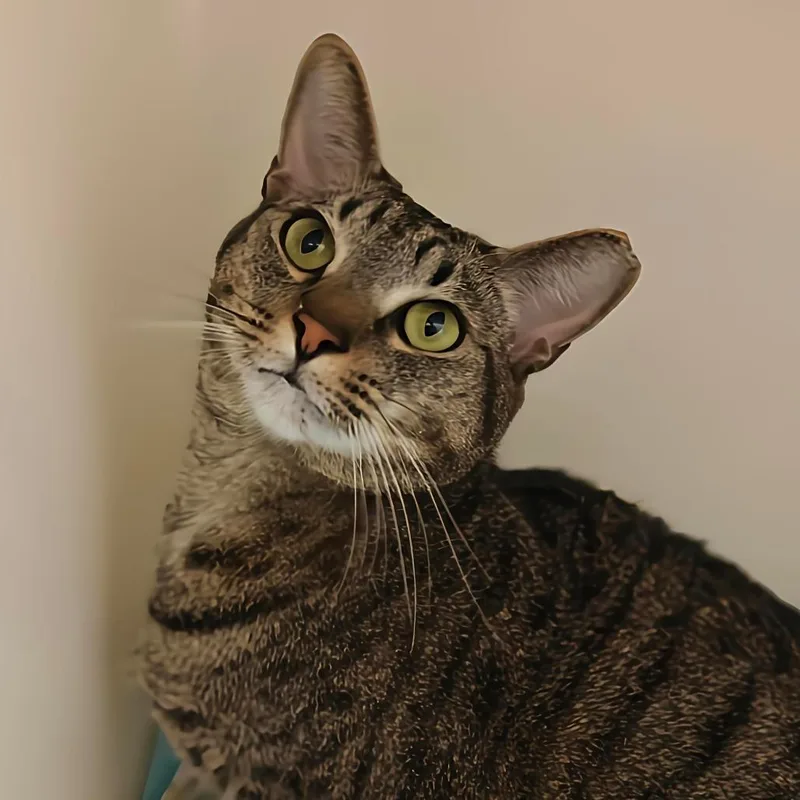An adult large-sized male Domestic Short Hair cat named Sushi for adoption in Cumming, GA