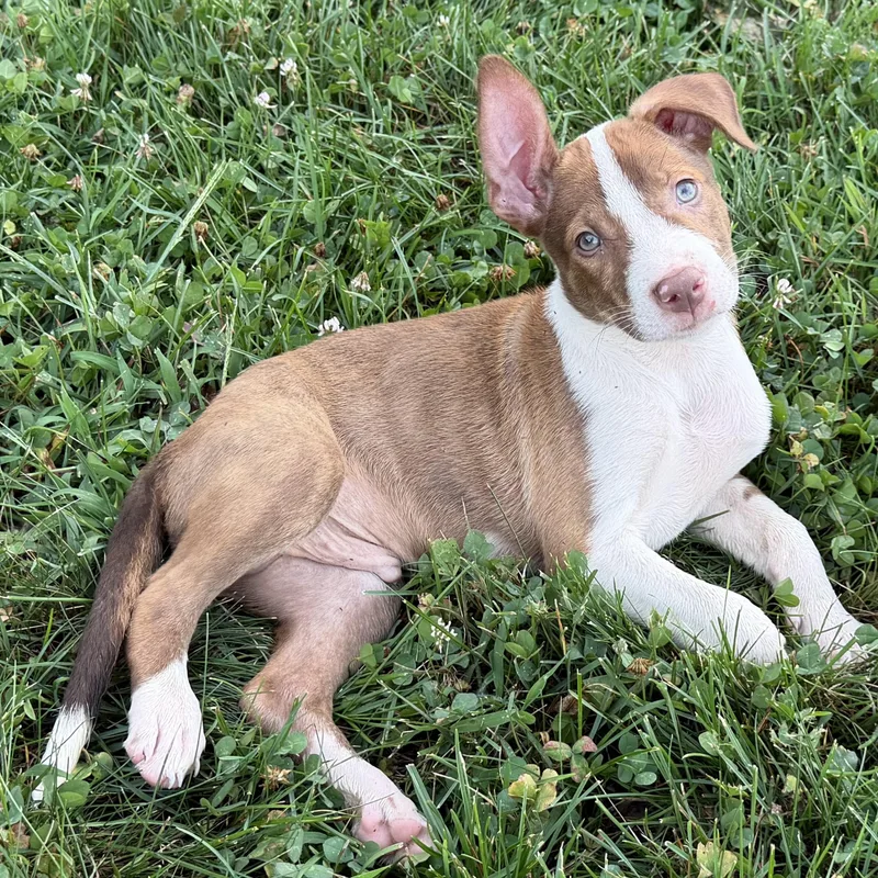 Hugo