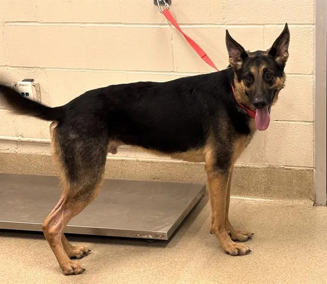 A young large-sized male German Shepherd Dog dog named Cinch for adoption in Grand Prairie, TX