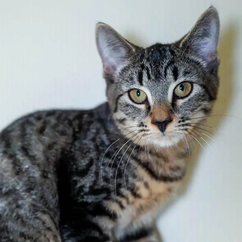 A baby small-sized male Brown / Chocolate Domestic Short Hair cat named Carter for adoption in Thomaston, ME