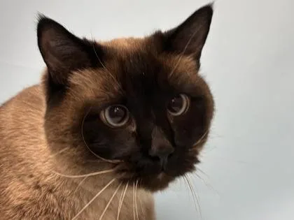 An adult small-sized male Siamese cat named Henry for adoption in Golden Valley, MN