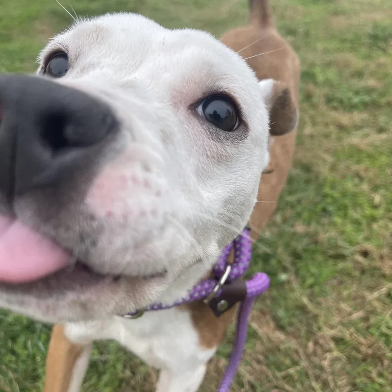 A young small-sized male White / Cream Mixed Breed dog named Quincy for adoption in Saint Charles, MO