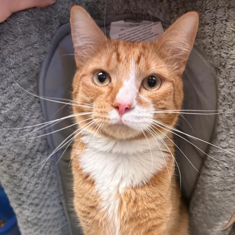 An adult small-sized male Orange / Red Domestic Short Hair cat named Orange Boy for adoption in Chehalis, WA