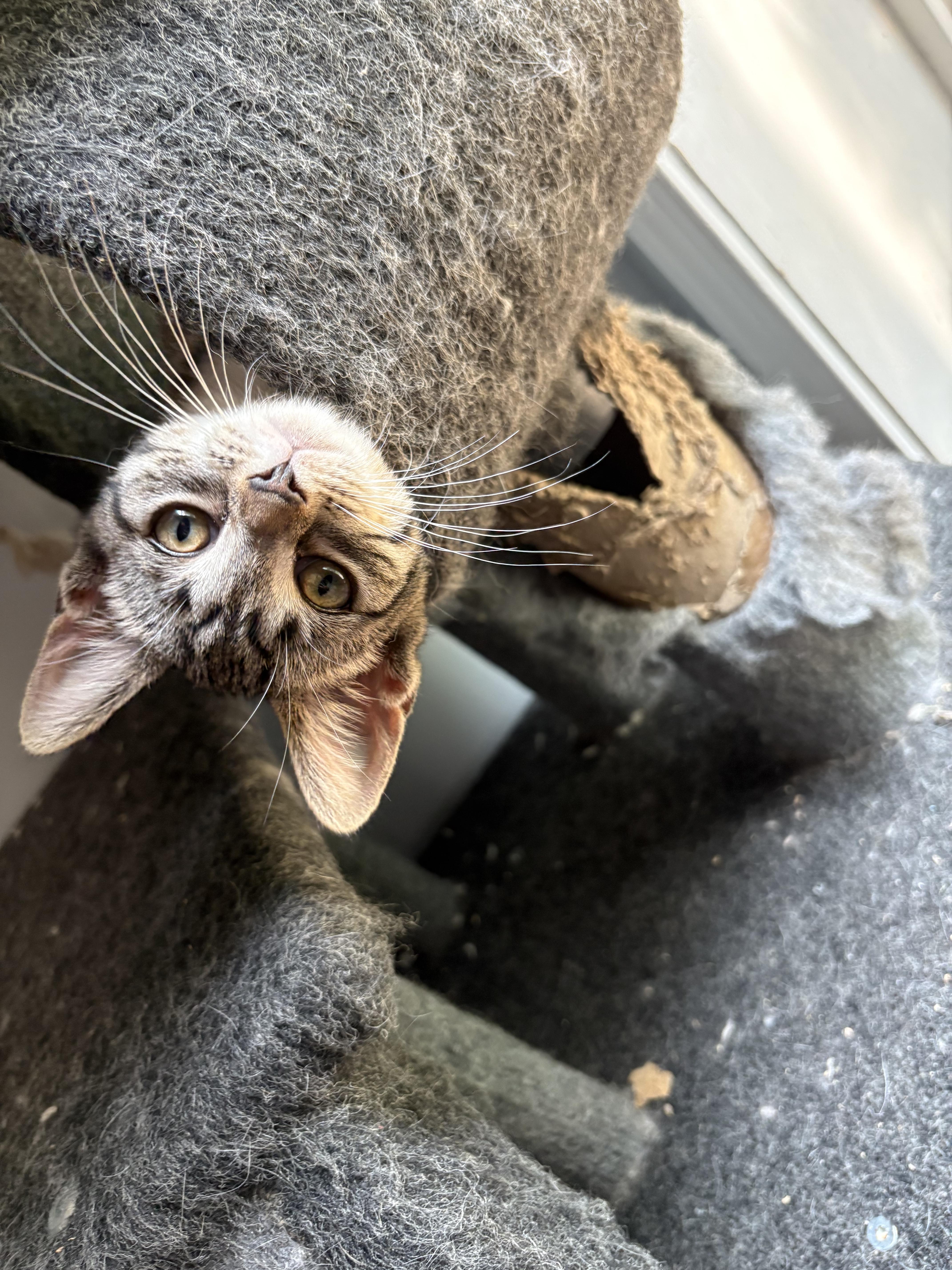Mitzi
