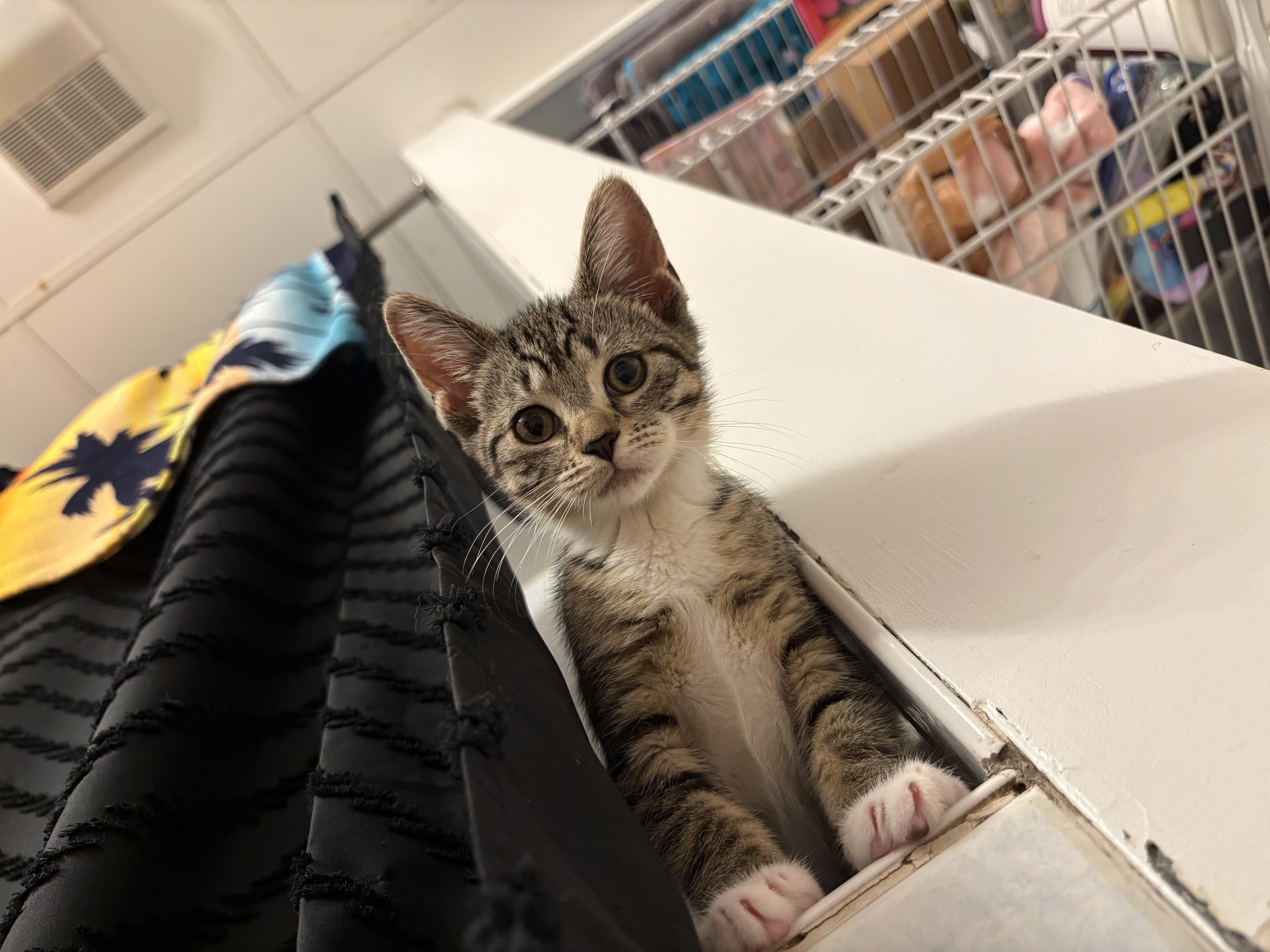 Mitzi thumbnail 2