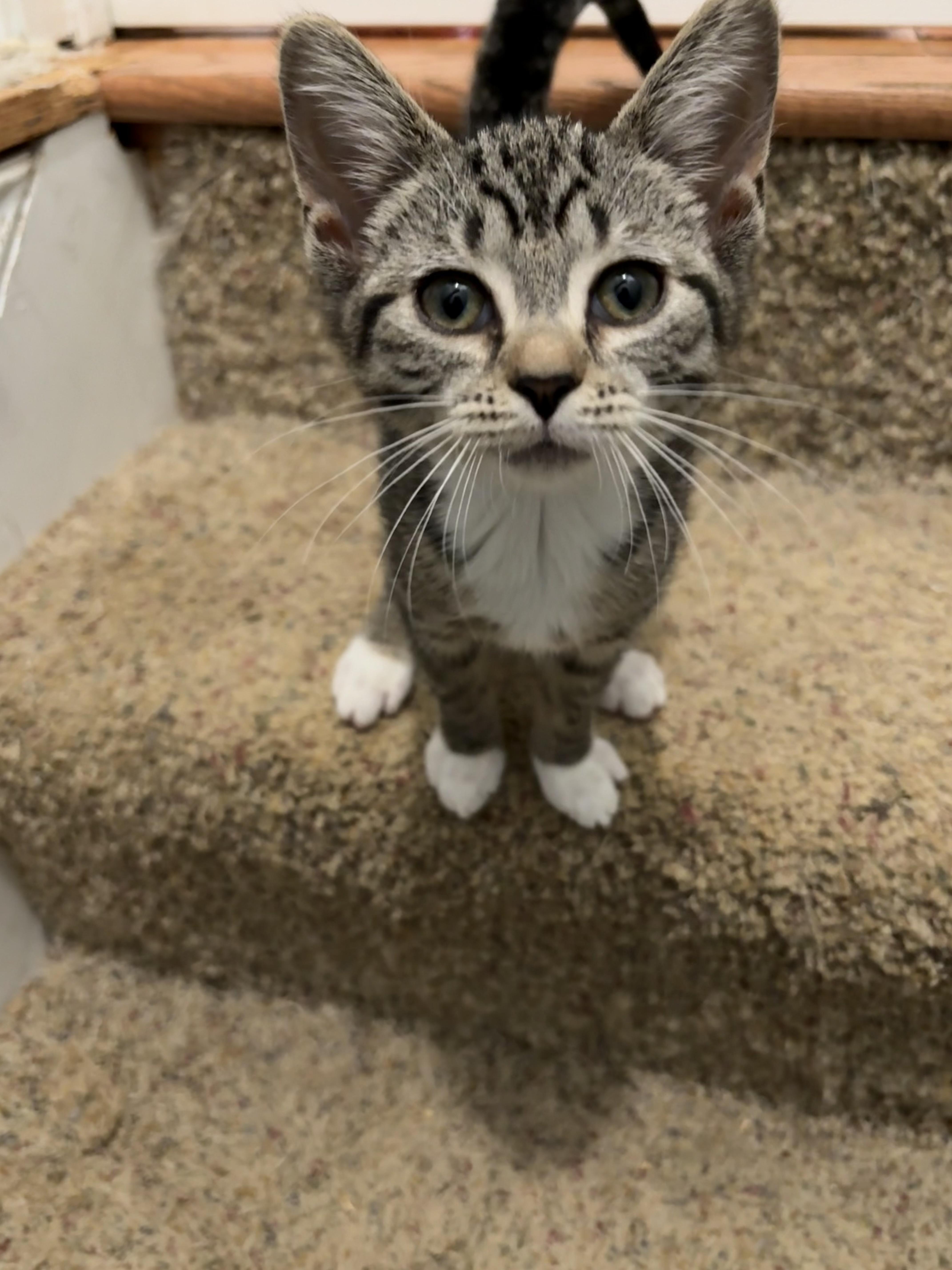 Mitzi thumbnail 6