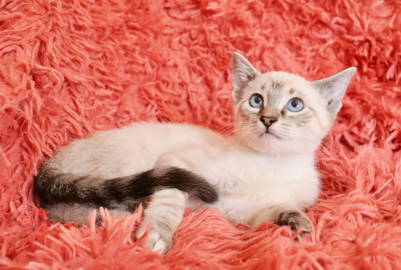 A baby medium-sized male Blue Point Siamese cat named Shepherd for adoption in Saint Augustine, FL