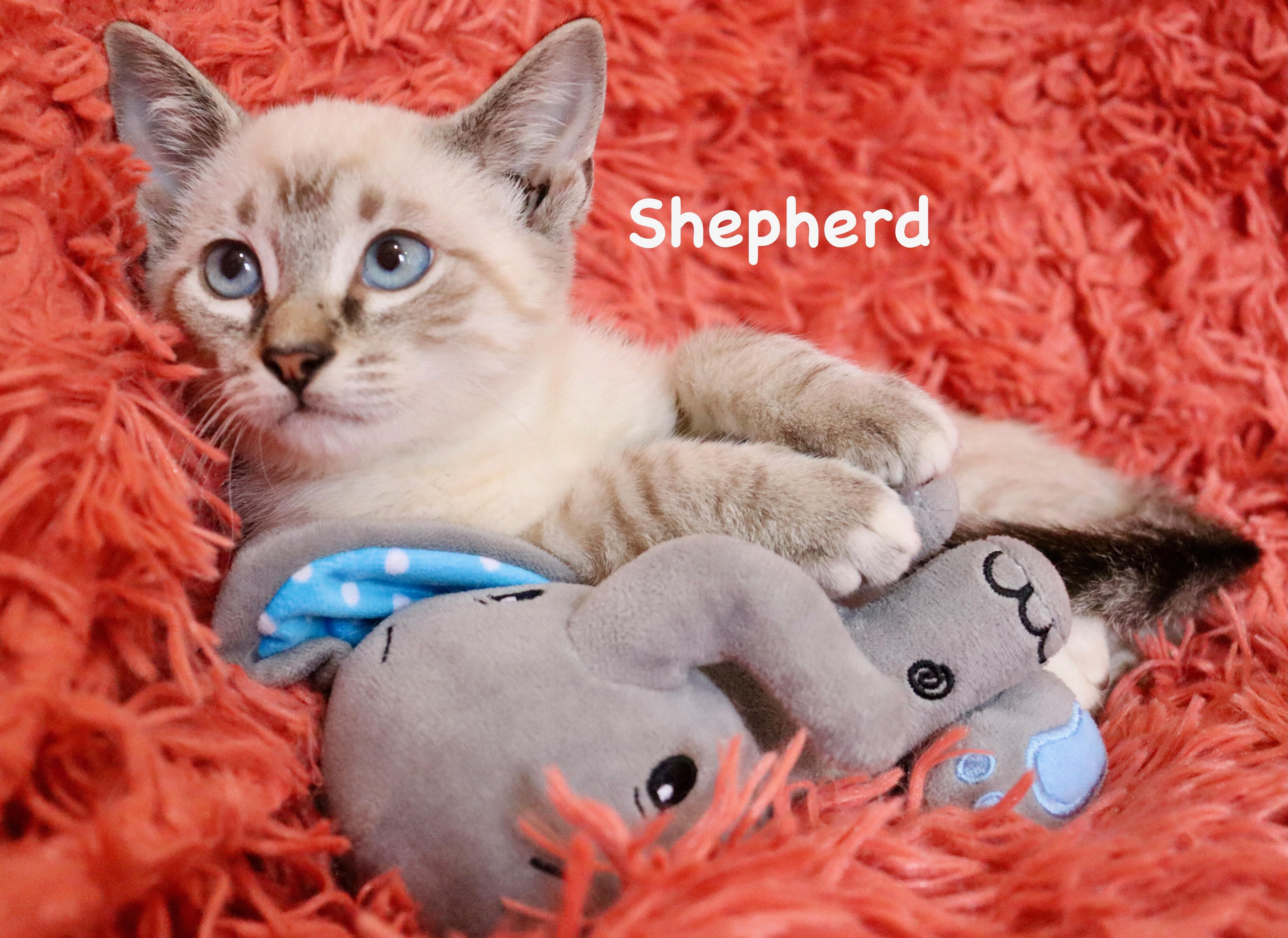Shepherd thumbnail 6