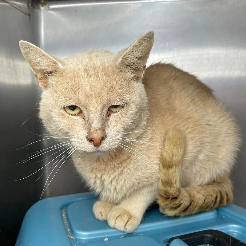 An adult medium-sized male Domestic Short Hair cat named Toast for adoption in Roanoke, VA