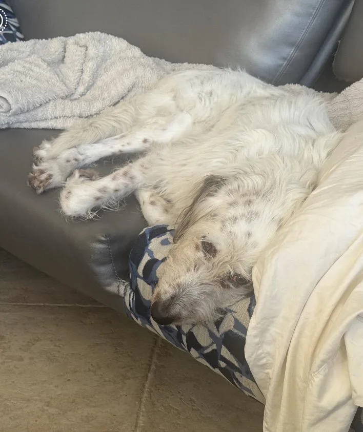 Ollie