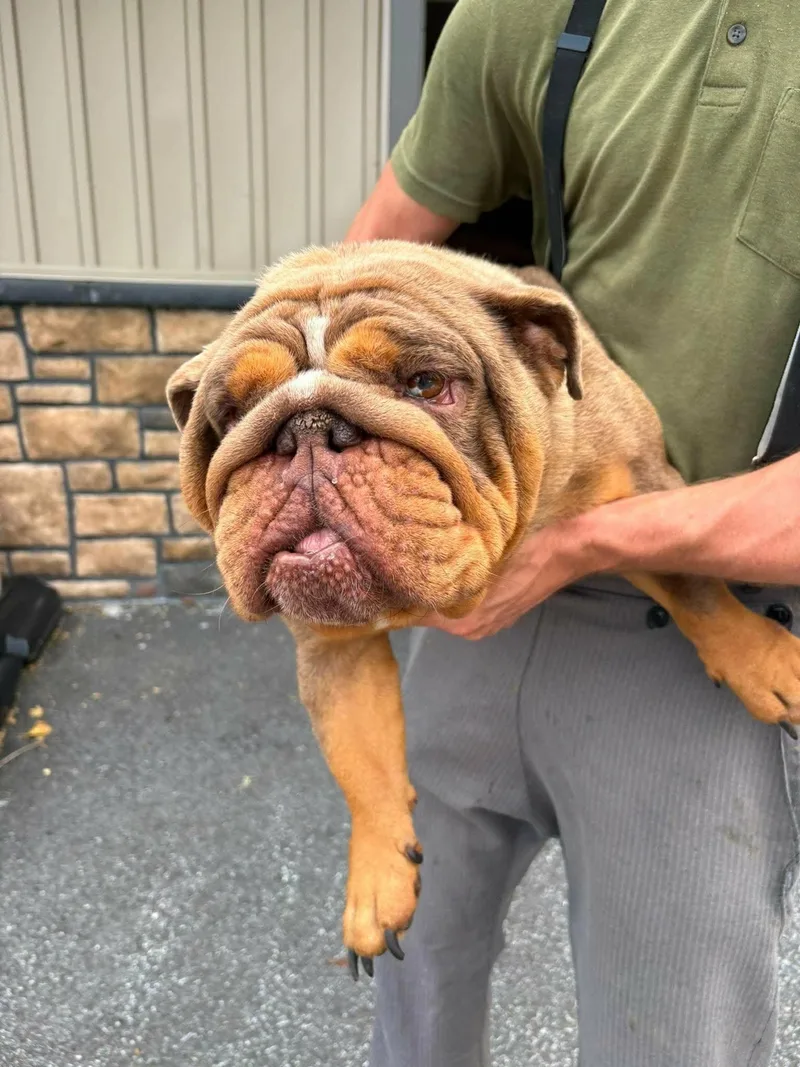 Meatball