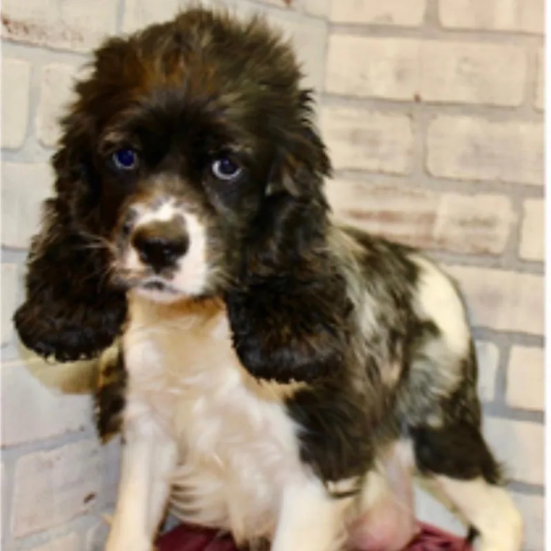 A senior small-sized female Black Cocker Spaniel dog named Cara for adoption in Pittsburg, KS