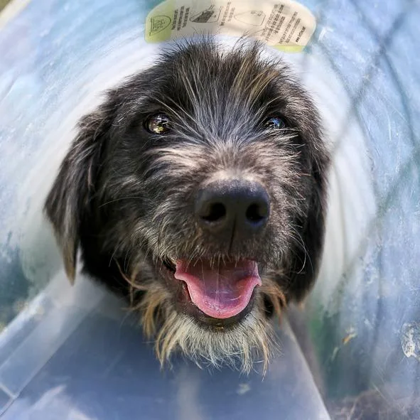 A young medium-sized male Black Terrier dog named Lennox for adoption in Bradenton, FL